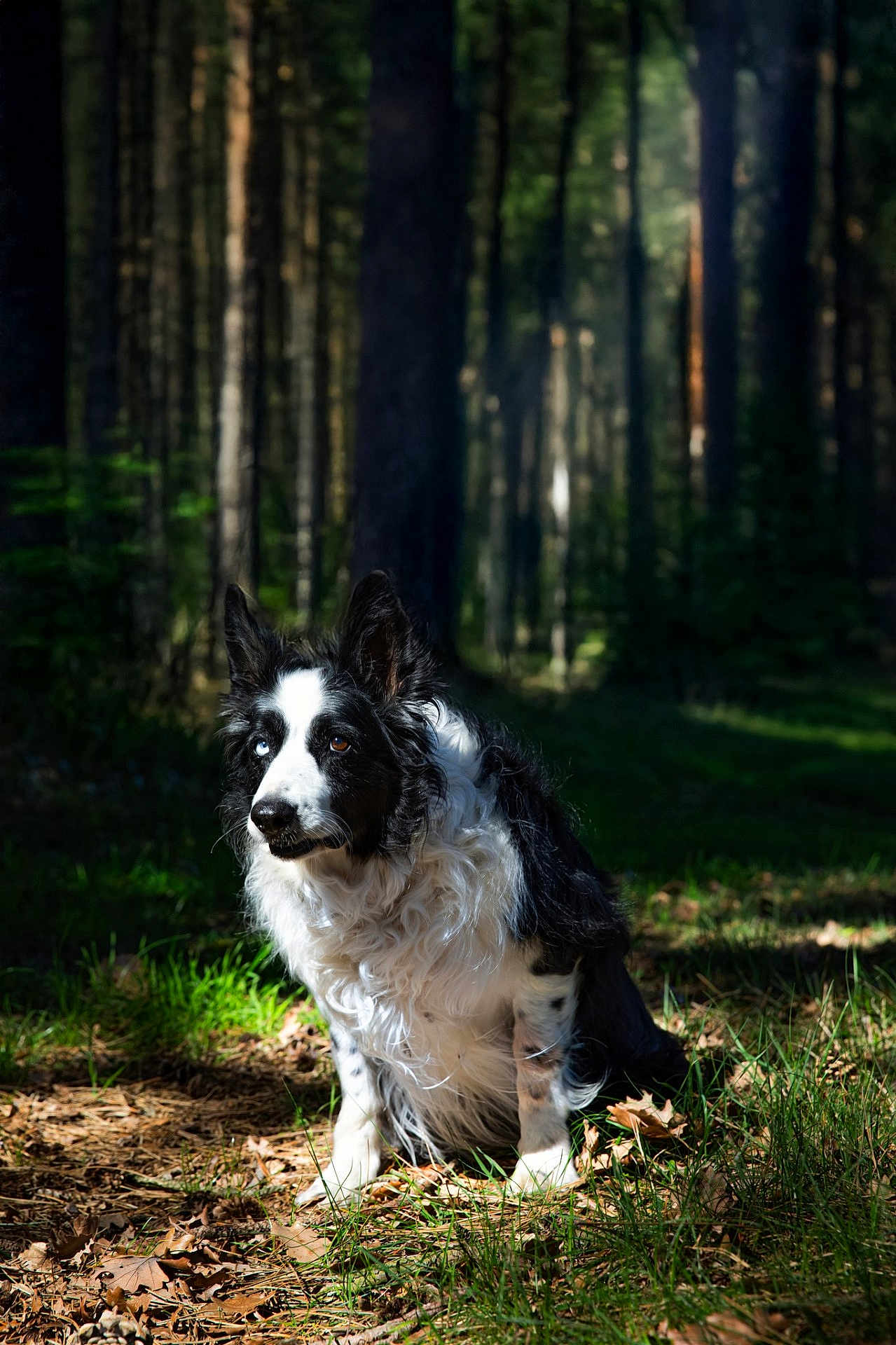 Jampa participe au concours pour gagner de l'argent avec cette photo : dog, border_collie, forest, trees, grass, leaves, sunlight, nature, outdoor, animal, heterochromia, black_and_white, sitting, canine, wildlife, fur, pets, daylight, woods, quiet