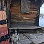 Jampa a rejoint le concours — aidez-le/la à gagner de superbes lots ! dog, black_and_white, snowboard, wooden_cabin, snow, outdoor, mountain, rustic, bench, wood, winter, pet, animal, leash, fence, nature, sky, landscape, cold, adventure