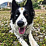 Jampa participe au concours pour gagner de l'argent avec cette photo : dog, border_collie, heterochromia, flower, daisy, tongue_out, outdoor, nature, grass, plants, stone, happy, pet, animal, closeup, portrait, black_and_white, lying_down, scenic_background, sunny