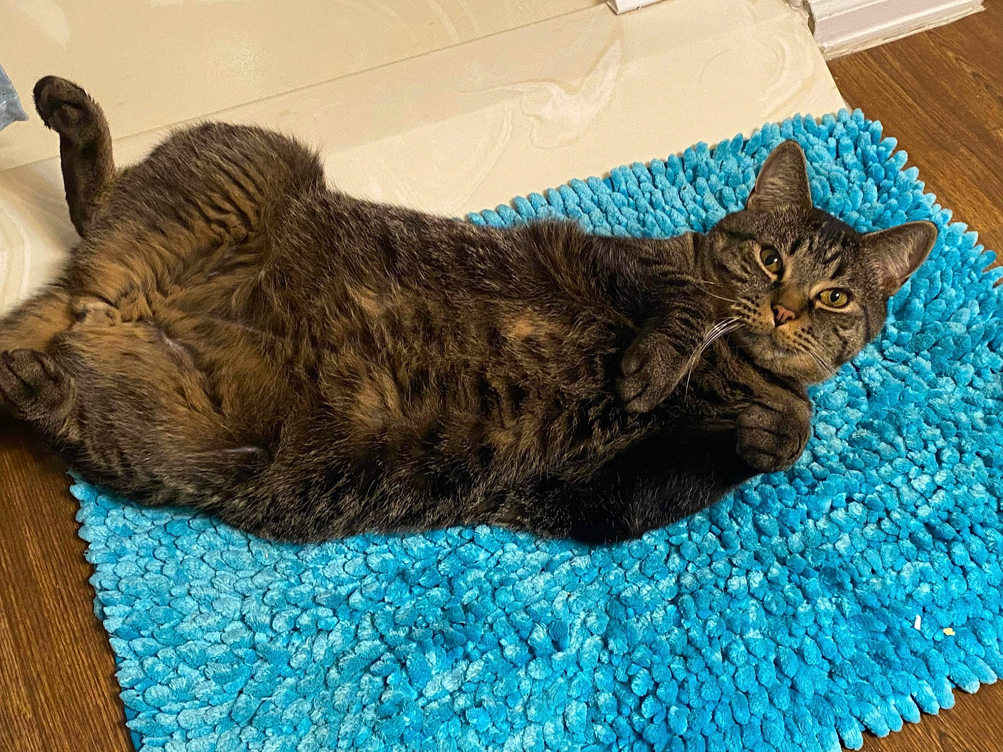 Ninja is registered to the contest to win money with this photo: black_cat, carnivore, cat, cat_supply, claw, comfort, domestic_short_haired_cat, felidae, fur, grass, knitting, nap, small_to_medium_sized_cats, snout, tail, terrestrial_animal, whiskers, woolen