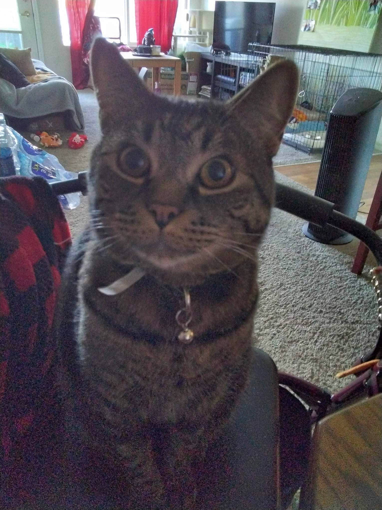 Ninja joined the competition — help win amazing prizes! carnivore, cat, chair, domestic_short_haired_cat, felidae, flowerpot, fur, houseplant, metal, small_to_medium_sized_cats, snout, terrestrial_animal, whiskers