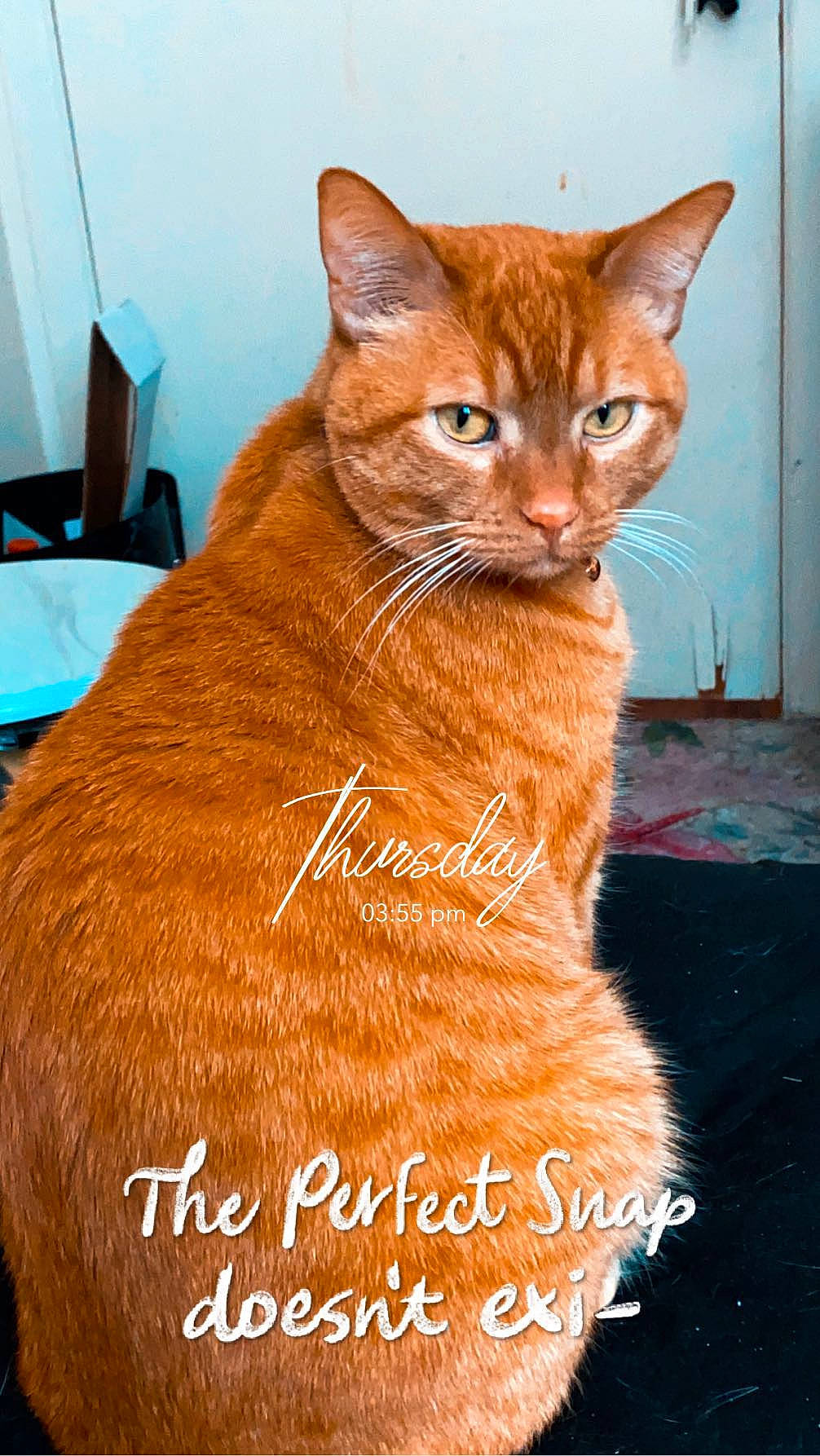 Freddy joined the competition — help win amazing prizes! carnivore, cat, chair, comfort, domestic_short_haired_cat, fawn, felidae, fur, gesture, paw, peach, pet_supply, photo_caption, sitting, small_to_medium_sized_cats, snout, tail, whiskers, window, wood