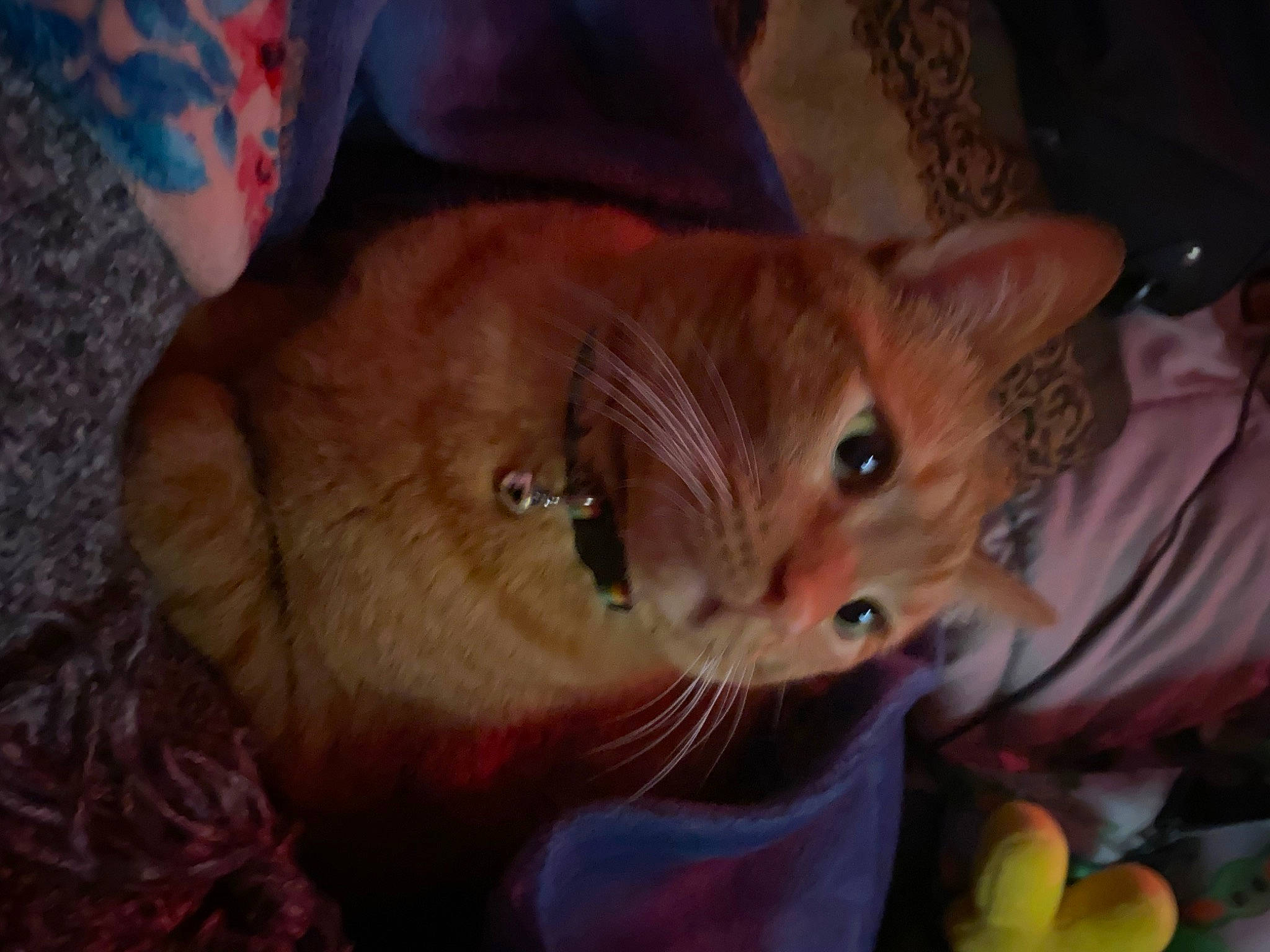 Freddy is registered to the contest to win money with this photo: carnivore, cat, christmas, claw, comfort, domestic_short_haired_cat, ear, eye, fawn, felidae, fur, holiday, lap, paw, room, small_to_medium_sized_cats, snout, tail, toy, whiskers