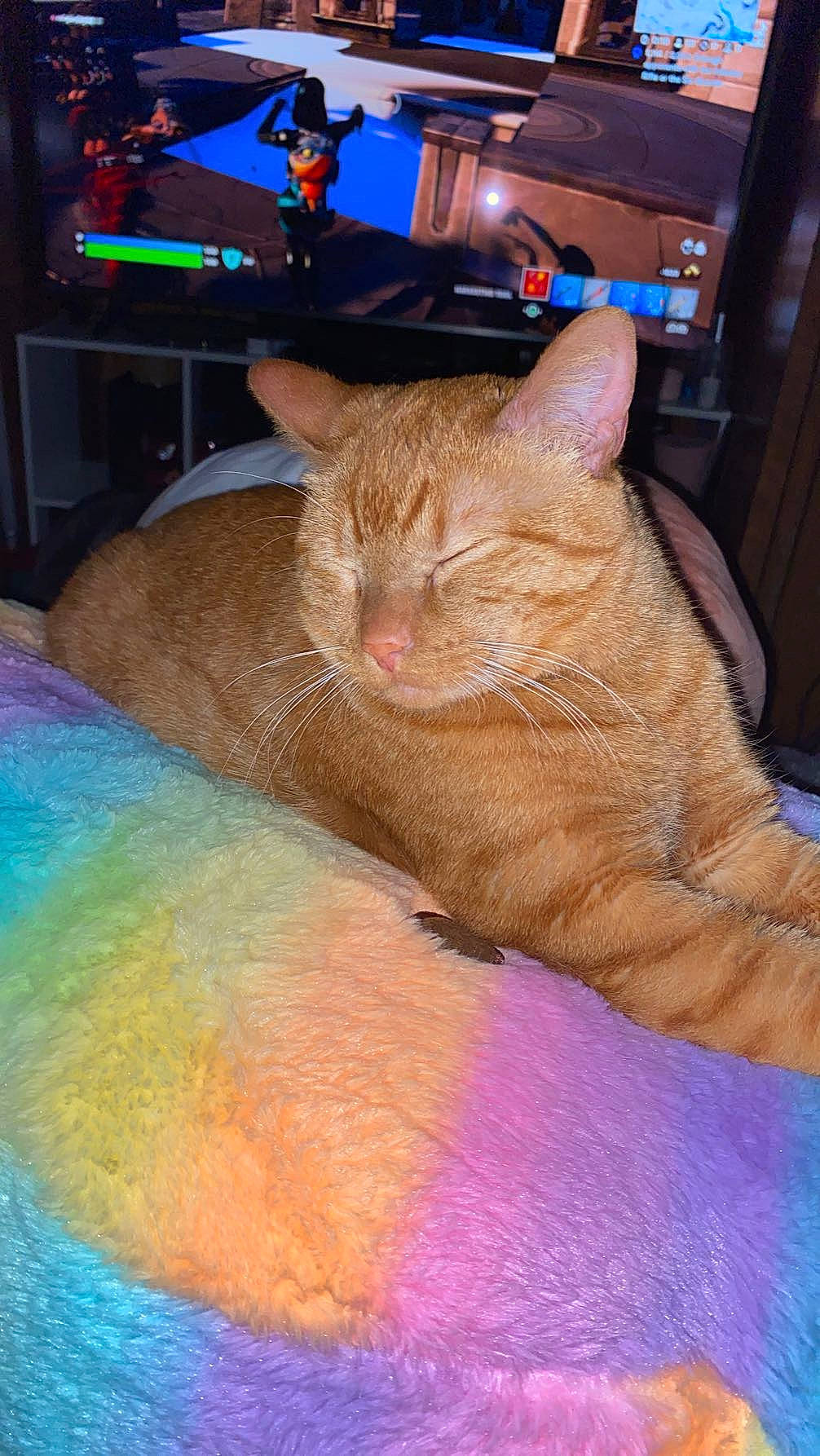 Freddy joined the competition — help win amazing prizes! blue, cable_television, carnivore, cat, comfort, couch, fawn, felidae, foot, fur, home_appliance, human_leg, lap, picture_frame, small_to_medium_sized_cats, tail, television, television_set, textile, whiskers