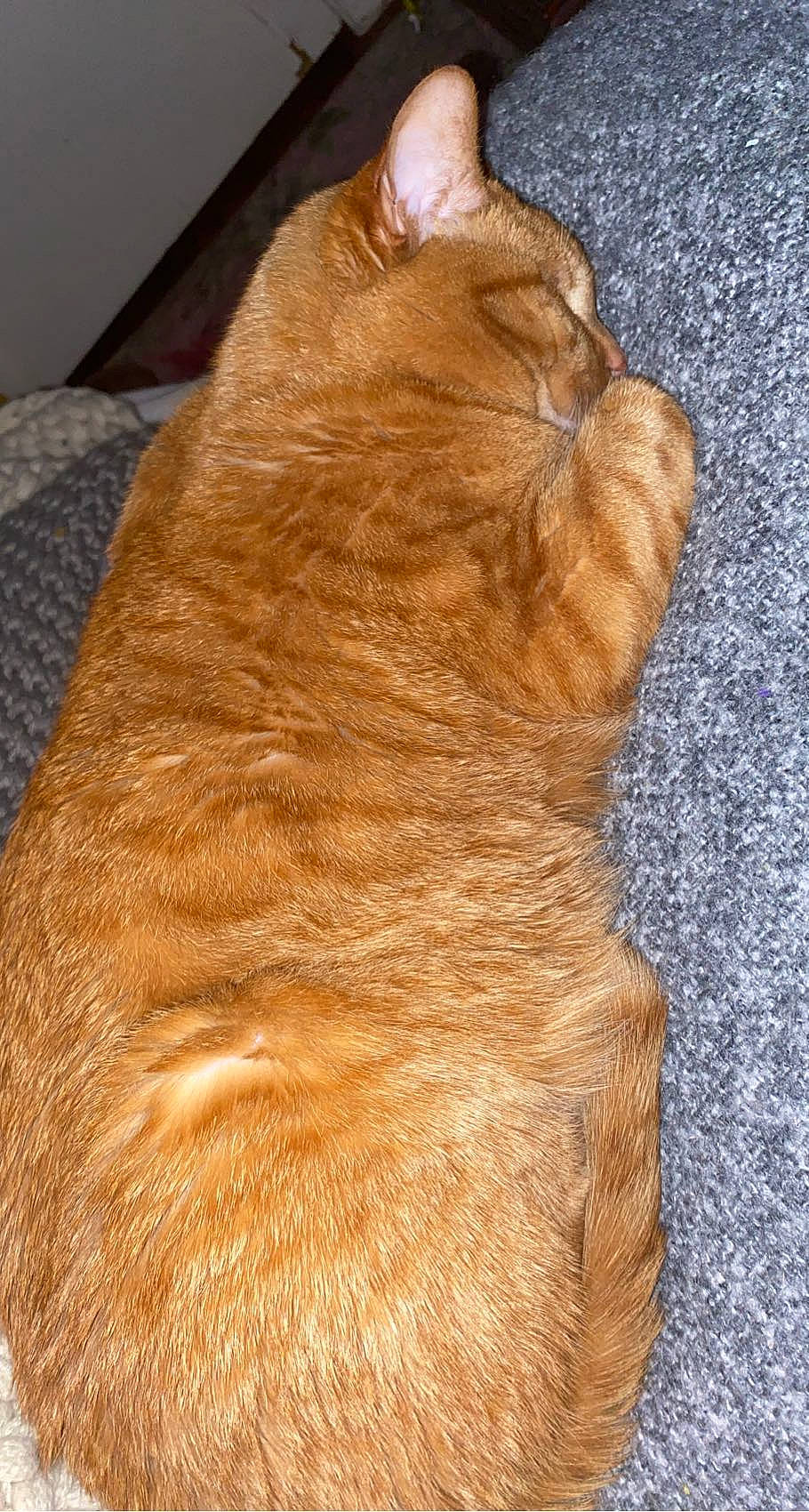 Freddy joined the competition — help win amazing prizes! carnivore, cat, claw, comfort, domestic_short_haired_cat, fawn, felidae, flooring, foot, fur, hardwood, liver, paw, small_to_medium_sized_cats, snout, tail, terrestrial_animal, whiskers, window, wood