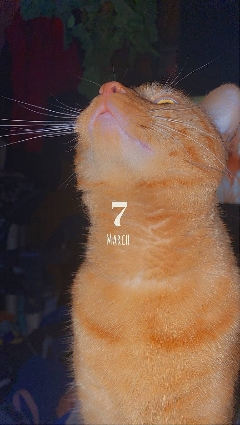 Freddy is registered to the contest to win money with this photo: carnivore, cat, claw, domestic_short_haired_cat, ear, fawn, felidae, foot, fur, gesture, paw, peach, rodent, small_to_medium_sized_cats, snout, tail, terrestrial_animal, whiskers, window