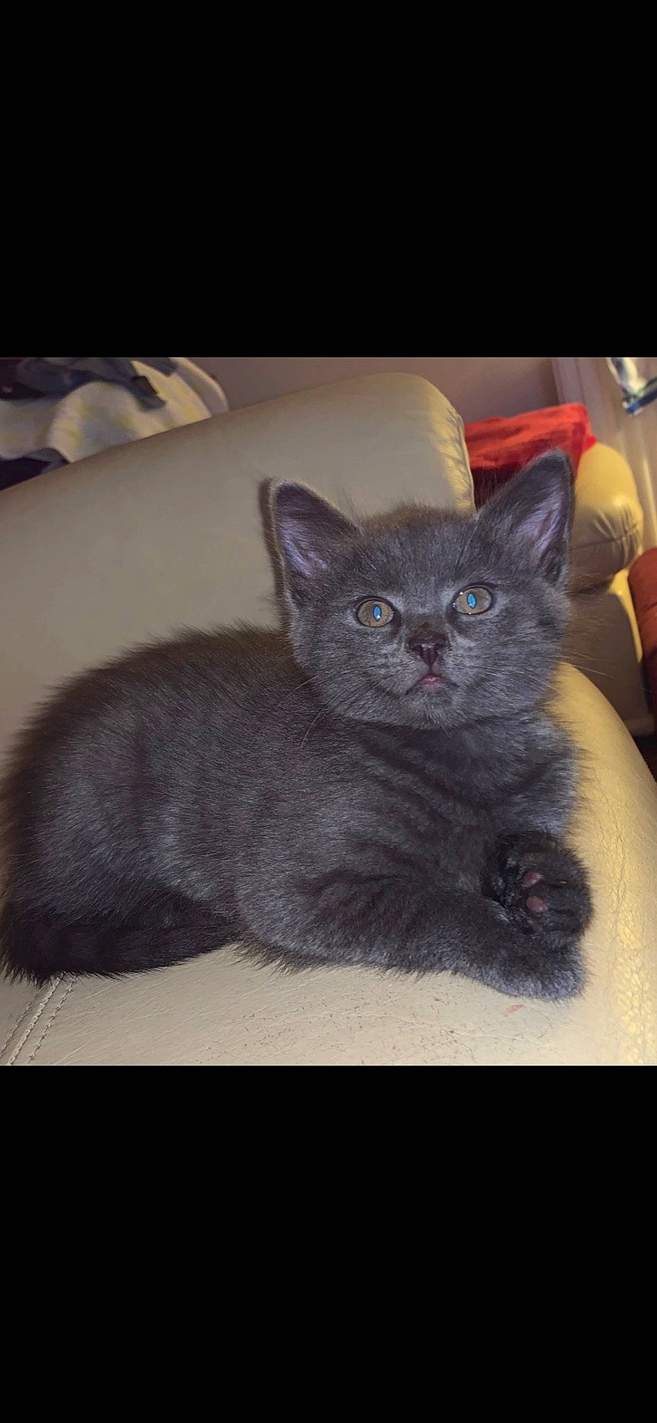 Bella is registered to the contest to win money with this photo: art, automotive_tire, carnivore, cat, cat_supply, claw, comfort, domestic_short_haired_cat, felidae, fur, grey, paw, russian_blue, sitting, small_to_medium_sized_cats, snout, whiskers, window