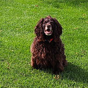 Kojack joined the competition — help win amazing prizes! animal, brown_dog, canine, collar, curly_fur, cute, dog, friendly, fur, grass, green_lawn, happy, nature, outdoor, park, pet, playful, sitting, sunlight, tongue