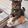 Jason is registered to the contest to win money with this photo: animal_friendship, bunny, cat, close_up, companion, deck, fur, green_collar, heart_tag, outdoor, paw_on_head, pet, pets, porch, rabbit, relaxed, sitting, tabby_cat, whiskers, wooden_floor