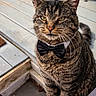 Jason is registered to the contest to win money with this photo: bow_tie, cat, close_up, companion, cute, domestic_pet, ears, feline, formal, fur, green_eyes, muzzle, nose, outdoor, pet, portrait, sitting, tabby, whiskers, wooden_deck