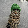 animal_portrait, beanie, cat, concrete_floor, cute, fur, green_eyes, green_hat, hat, knitwear, outdoor, patio_chair, paws, pet, porch, portrait, sitting, tabby_cat, tail, whiskers