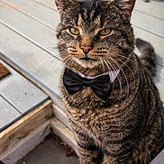 Jason is registered to the contest to win money with this photo: animal, bow_tie, cat, close_up, cute, domestic_animal, ears, eyes, feline, fur, nose, outdoor, pet, porch, portrait, sitting, step, tabby, tail, whiskers