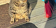 Jason joined the competition — help win amazing prizes! animal, broom, cat, chair, close_up, daylight, domestic_cat, feline, mat, outdoor, pet, porch, relaxed, shadow, side_view, sitting, striped_fur, sunlight, tabby_cat, wood_floor