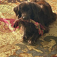 Jim Tom is registered to the contest to win money with this photo: animal, brown, carpet, closeup, companion, cute, dog, domestic, floor, fur, household, indoor, laying_down, looking, natural_light, pet, playful, relaxed, rope_toy, toy