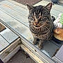 aged_deck, animal, cat, close_up, curious_expression, door_mat, doorway, front_paws, fur, gnome_statue, green_eyes, nose, outdoor, pet, porch, portrait, sitting, tabby_cat, whiskers, wooden_floor