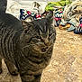 cat, close_up, curious, door, flooring, fur, home_interior, indoor, laundry, messy, mouth_open, paw, pet, playful, portrait, stripes, tabby_cat, tiled_floor, towels, whiskers