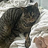 blanket, cat, close_up, cozy, eye_contact, fabric, feline, household, indoor, laundry, paw, pet, portrait, relaxed, resting, sleepy, striped_fur, tabby_cat, towel, whiskers