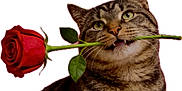 Ja Ja is registered to the contest to win money with this photo: bloom, cat, closeup, ears, eyes, feline, flower, green_leaf, mouth, pet, portrait, romantic, rose, stem, striped_fur, tabby_cat, teeth, valentine, whiskers, white_background