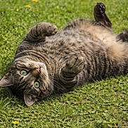 Ja Ja is registered to the contest to win money with this photo: animal_portrait, cat, closeup, cute, feline, fur, grass, green_eyes, lying_on_back, meadow, nature, outdoor, paws, pet, playful, relaxed, summer, tabby, whiskers, wide_eyes