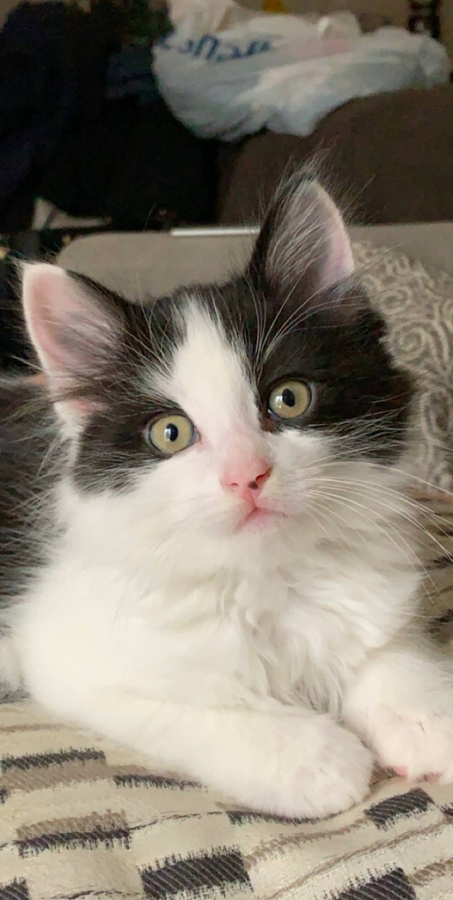 Stevie is registered to the contest to win money with this photo: aegean_cat, american_wirehair, black_and_white, british_semi_longhair, carnivore, cat, domestic_long_haired_cat, domestic_short_haired_cat, eye, felidae, fur, kitten, mammal, norwegian_forest_cat, polydactyl_cat, ragamuffin, small_to_medium_sized_cats, turkish_van, vertebrate, whiskers