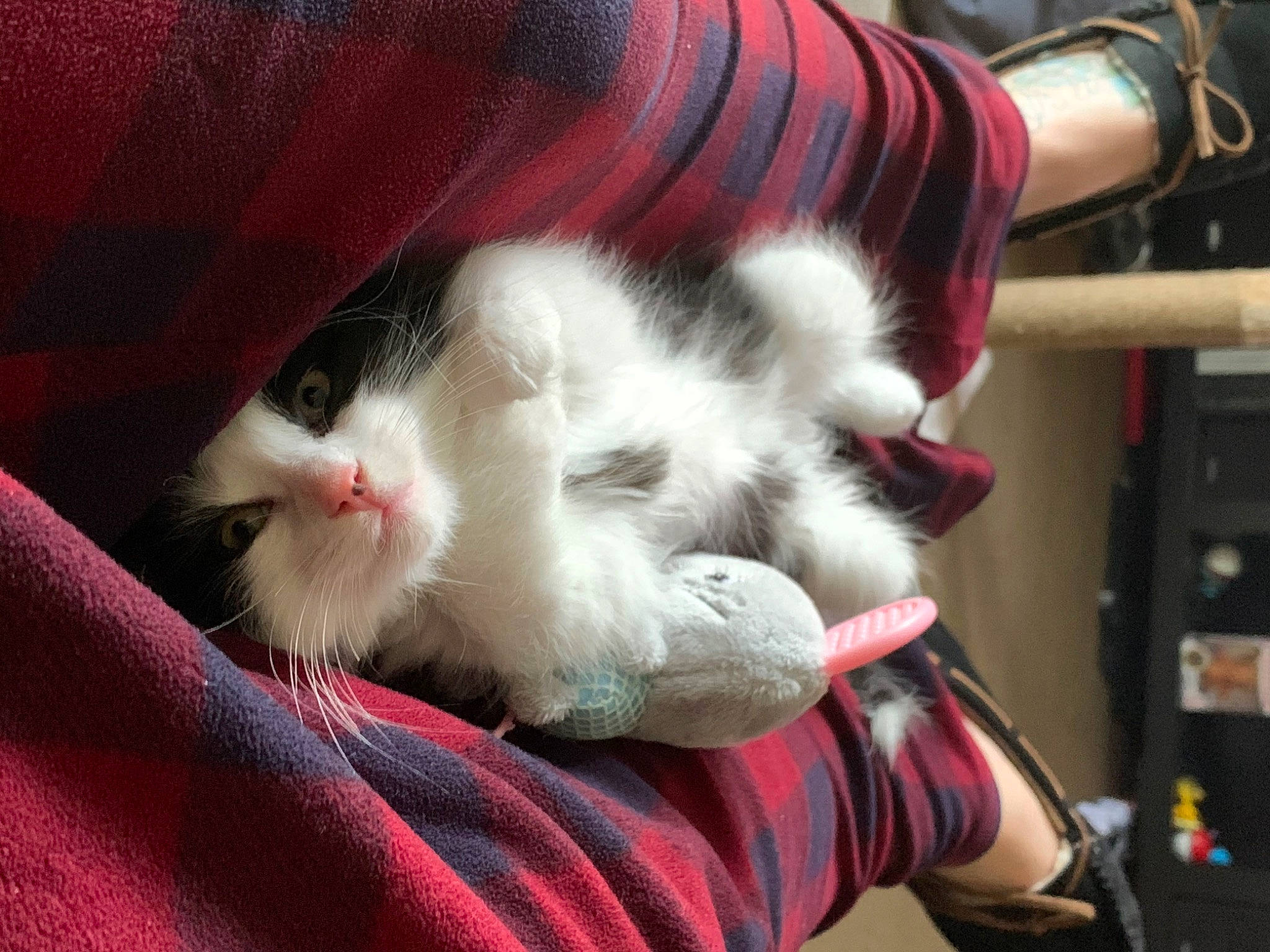 Stevie is registered to the contest to win money with this photo: asian, carnivore, cat, claw, domestic_long_haired_cat, felidae, fur, kitten, norwegian_forest_cat, polydactyl_cat, small_to_medium_sized_cats, turkish_van, whiskers