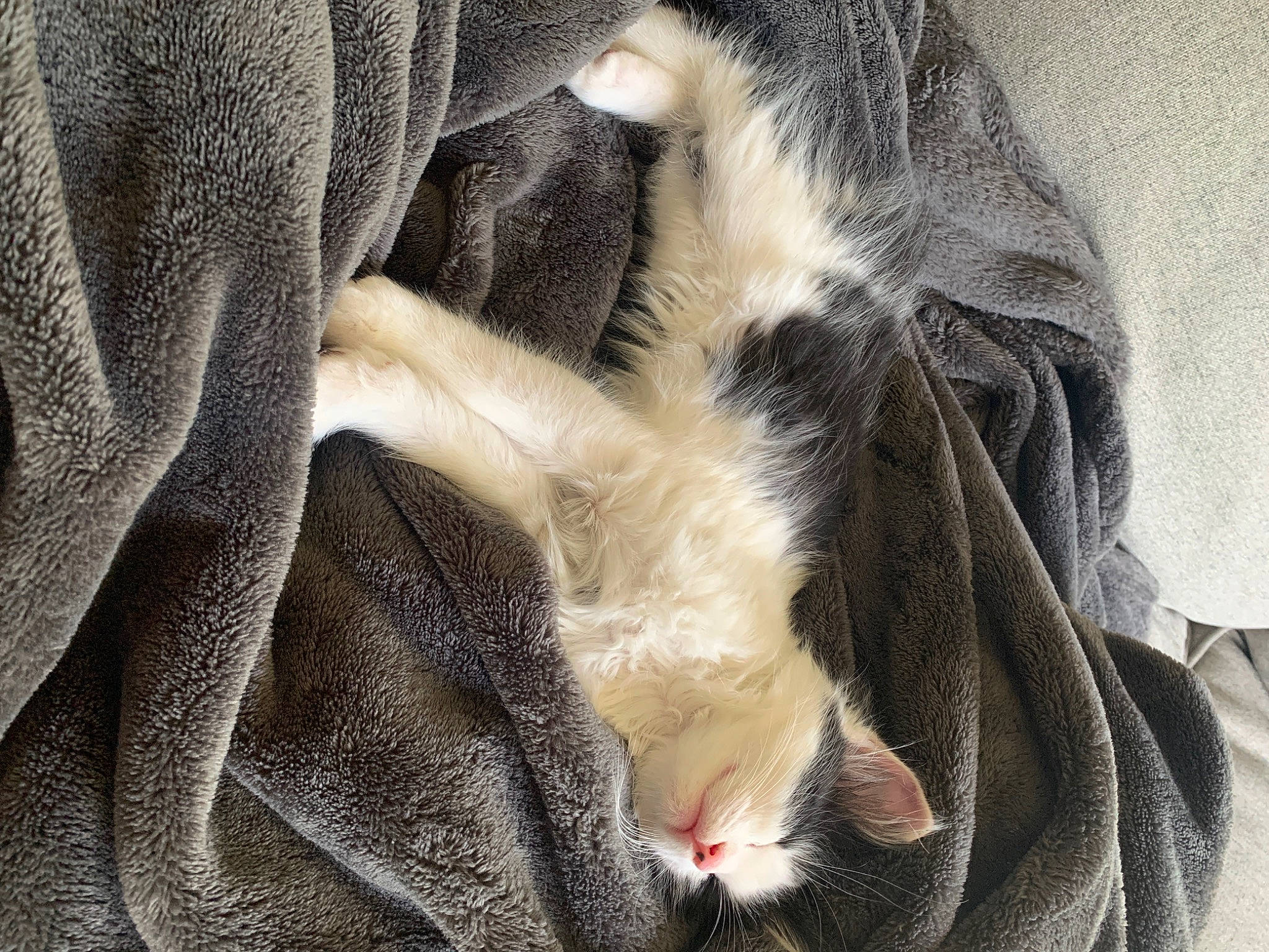 Stevie is registered to the contest to win money with this photo: carnivore, cat, claw, close_up, ear, fawn, felidae, fur, kitten, nap, nose, paw, russian_blue, sleep, small_to_medium_sized_cats, snout, tabby_cat, tail, textile, whiskers