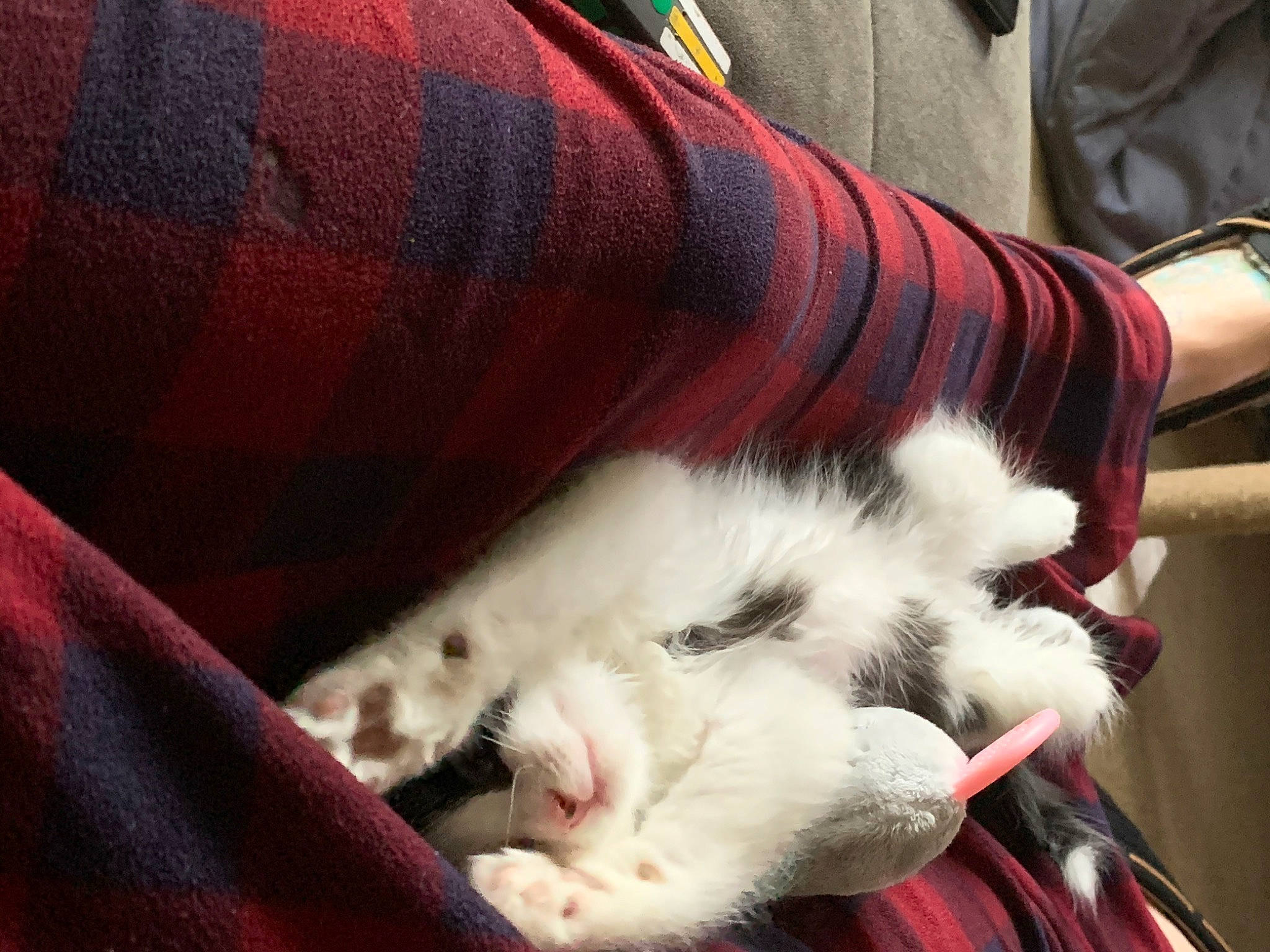 Stevie is registered to the contest to win money with this photo: american_curl, asian, carnivore, cat, felidae, fur, hand, kitten, small_to_medium_sized_cats, whiskers