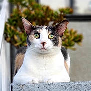 Jackie joined the competition — help win amazing prizes! cat, calico, green_eyes, pet, animal, feline, outdoor, concrete, ledge, plant, blurred_background, close_up, portrait, whiskers, ears, fur, sitting, alert, nature, curious