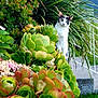 Jackie joined the competition — help win amazing prizes! cat, succulents, plants, greenery, outdoor, garden, stairs, concrete, wall, nature, curious_cat, pets, foliage, daylight, grass, colorful, animal, leafy, calico_cat, urban_garden