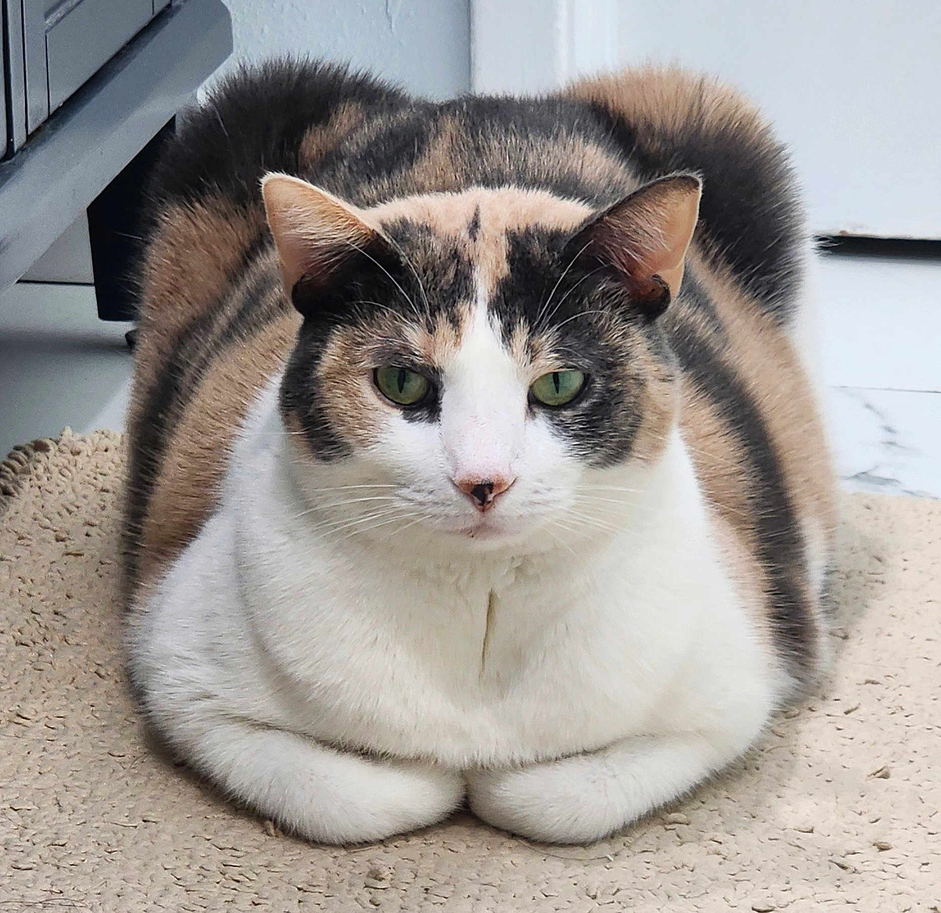 Jackie is registered to the contest to win money with this photo: cat, calico, loaf, green_eyes, indoor, mat, feline, pet, fur, whiskers, ears, face, closeup, animal, cute, resting, domestic_cat, texture, floor, household
