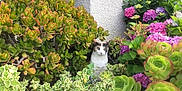 Jackie joined the competition — help win amazing prizes! cat, succulent, flower, greenery, garden, plant, leaf, nature, outdoor, pet, animal, colorful, flora, shrub, bloom, feline, wall, foliage, summer, sunlight