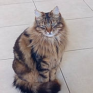 Sushi a rejoint le concours — aidez-le/la à gagner de superbes lots ! cat, tabby, fluffy, sitting, floor, tiles, pet, animal, feline, fur, tail, ears, whiskers, looking, calm, domestic, cute, mammal, portrait, indoor