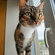 Laïka participe au concours pour gagner de l'argent avec cette photo : cat, tabby, feline, pet, animal, close_up, portrait, whiskers, green_eyes, ears, striped_fur, white_chest, standing, indoors, window, daylight, curious, alert, home, photography