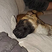 Arlo a rejoint le concours — aidez-le/la à gagner de superbes lots ! dog, puppy, sleeping, couch, pillow, blanket, nose, fur, indoor, close_up, cozy, resting, pet, snout, muzzle, paw, owners_arm, fabric, flash, living_room