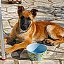 Arlo participe au concours pour gagner de l'argent avec cette photo : dog, puppy, bowl, water, tiled_floor, patio, chair_leg, shadow, sunlight, paw, fur, attentive, muzzle, ears, nose, outdoor, pet, lying_down, ceramic_bowl, patterned_bowl