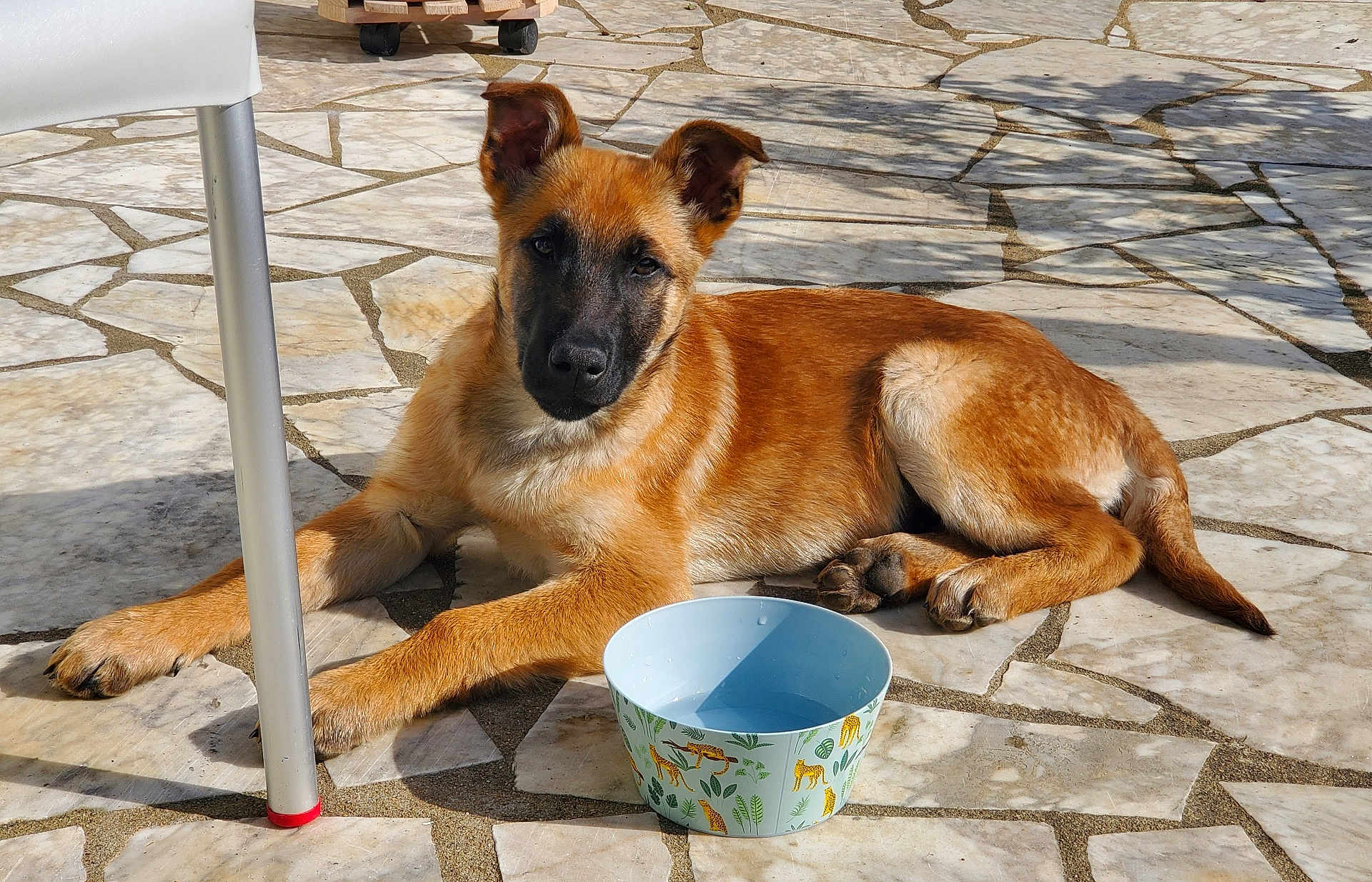 Arlo participe au concours pour gagner de l'argent avec cette photo : dog, puppy, bowl, water, tiled_floor, patio, chair_leg, shadow, sunlight, paw, fur, attentive, muzzle, ears, nose, outdoor, pet, lying_down, ceramic_bowl, patterned_bowl