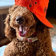 Hazel joined the competition — help win amazing prizes! dog, curly_fur, orange_cap, tongue_out, pet, indoor, happy, close_up, brown_fur, canine, collar, playful, animal, cute, portrait, domestic_animal, fluffy, smiling, fur, headwear