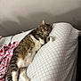 Chicken Nugget is registered to the contest to win money with this photo: cat, tabby, lying_down, bed, blanket, indoor, feline, relaxed, pet, whiskers, paw, fur, cozy, resting, sleepy, striped, cute, domestic_animal, comfort, house