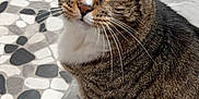 Chicken Nugget is registered to the contest to win money with this photo: cat, tabby, green_eyes, pet, indoor, mosaic_floor, gray_mat, whiskers, fur, curious, sitting, closeup, animal, domestic, cute, feline, looking_up, striped, soft_texture, home