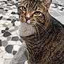 cat, tabby, green_eyes, pet, indoor, mosaic_floor, gray_mat, whiskers, fur, curious, sitting, closeup, animal, domestic, cute, feline, looking_up, striped, soft_texture, home