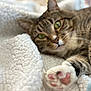 Chicken Nugget is registered to the contest to win money with this photo: cat, tabby_cat, paw, green_eyes, fluffy_blanket, white_blanket, relaxed, close_up, indoor, pet, feline, soft_texture, cozy, laying_down, whiskers, fur, pink_paw_pads, blurred_background, domestic_cat, resting