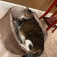 Chicken Nugget joined the competition — help win amazing prizes! cat, tabby_cat, pet_bed, indoor, floor, tile_floor, wall, curious, resting, cozy, furniture, side_table, decor, animal, domestic, whiskers, fur, eyes, tail, relaxed