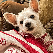 Roxie joined the competition — help win amazing prizes! animal, blanket, close_up, couch, cozy, cute, dog, ears, eyes, face, fluffy, home, indoor, nose, pet, portrait, relaxed, sitting, small_dog, white_dog