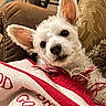 animal, blanket, close_up, couch, cozy, cute, dog, ears, eyes, face, fluffy, home, indoor, nose, pet, portrait, relaxed, sitting, small_dog, white_dog