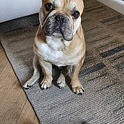 Tom a rejoint le concours — aidez-le/la à gagner de superbes lots ! animal, bostonbull, boxer, bulldog, canine, dog, dogbed, frenchbulldog, hardwood, homedecor, indoors, interiordesign, pet, pitbull, pug, puppy, stainedwood, wood