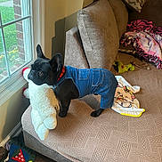 Moser joined the competition — help win amazing prizes! dog, black_dog, denim_overalls, stuffed_animal, couch, window, toy, blanket, living_room, pet, looking_out_window, fabric, floor, plush_toy, red_collar, indoor, furniture, animal, home, cute