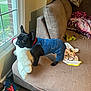 dog, black_dog, denim_overalls, stuffed_animal, couch, window, toy, blanket, living_room, pet, looking_out_window, fabric, floor, plush_toy, red_collar, indoor, furniture, animal, home, cute