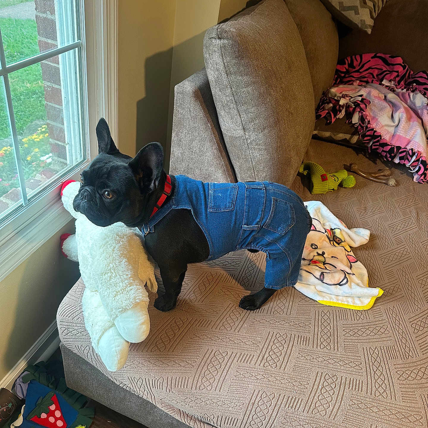 Moser joined the competition — help win amazing prizes! animal, black_dog, blanket, couch, cute, denim_overalls, dog, fabric, floor, furniture, home, indoor, living_room, looking_out_window, pet, plush_toy, red_collar, stuffed_animal, toy, window