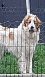 Toscane a rejoint le concours — aidez-le/la à gagner de superbes lots ! animal_shelter, cage, canidae, carnivore, chain_link_fencing, companion_dog, dog, dog_breed, dog_supply, fawn, fence, kennel, mesh, metal, pet_supply, service, snout, sporting_group, wire_fencing, working_animal