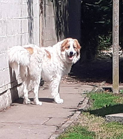 Toscane a rejoint le concours — aidez-le/la à gagner de superbes lots ! ancient_dog_breeds, ball, canidae, carnivore, companion_dog, dog, dog_breed, fawn, fur, grass, gun_dog, plant, road_surface, sidewalk, snout, sporting_group, tail, terrestrial_animal, working_animal, working_dog